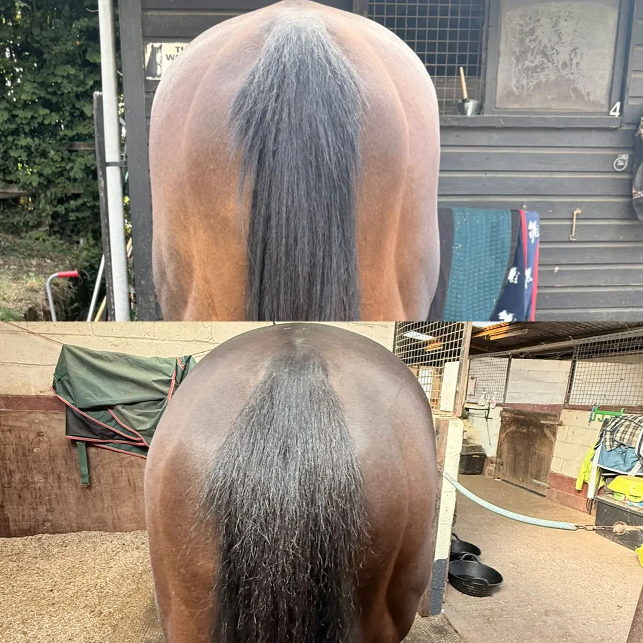 Comparison of a horse's hind end before and after using HERCULES