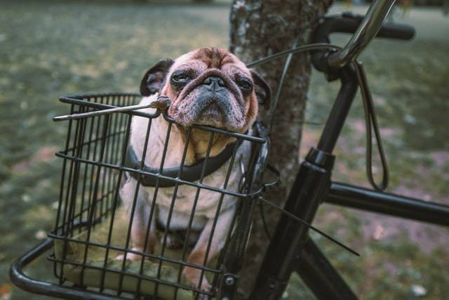 Small Dog In A Bike's Basket 