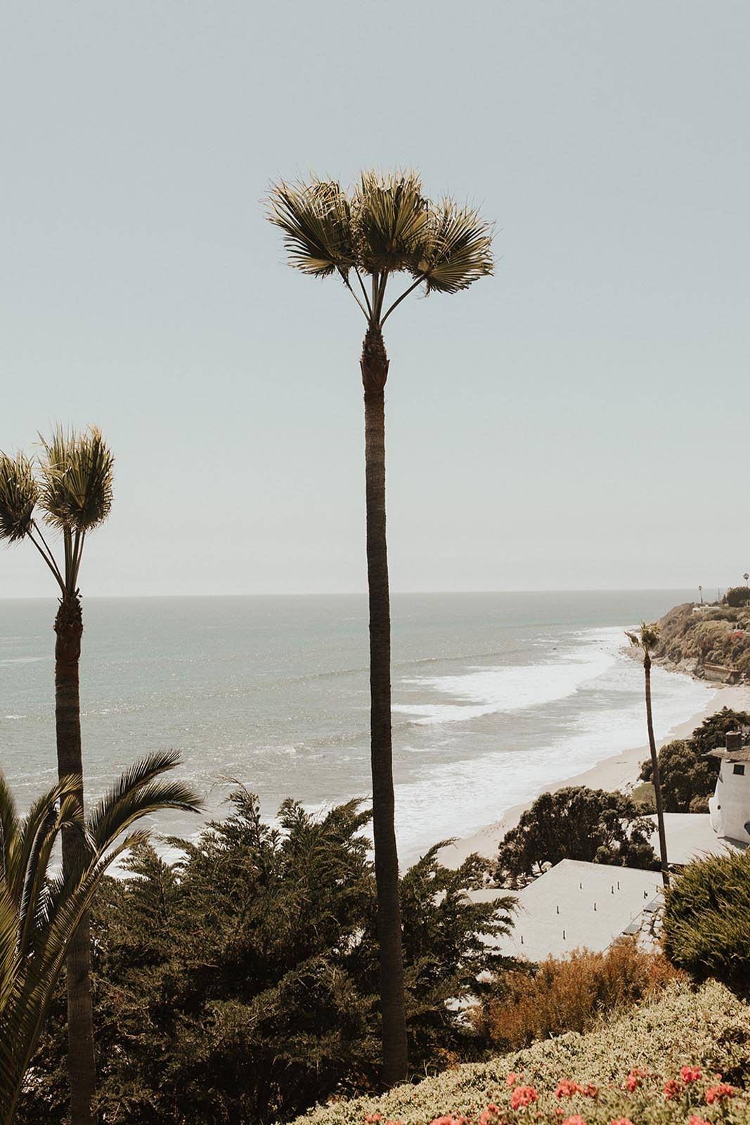 Coastline with palm trees