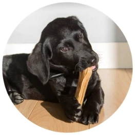 A black lab puppy chewing on a chew