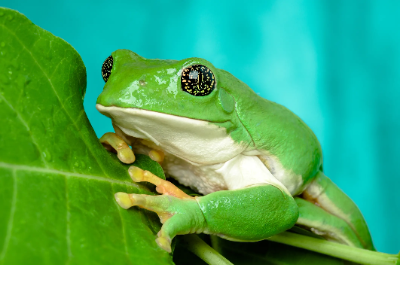 Mexican Giant Tree Frog