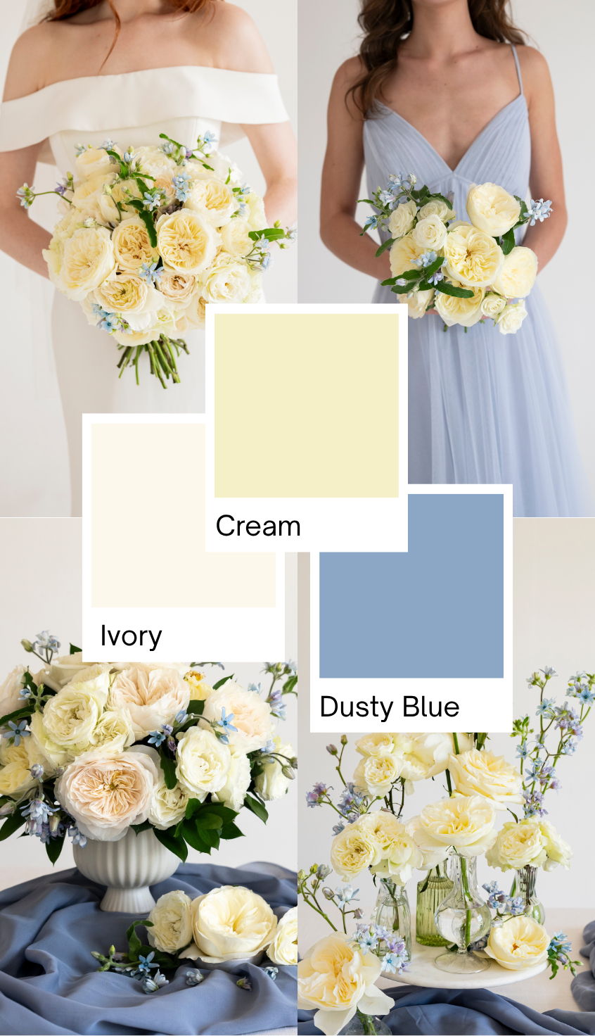 Blue and Cream Garden Rose