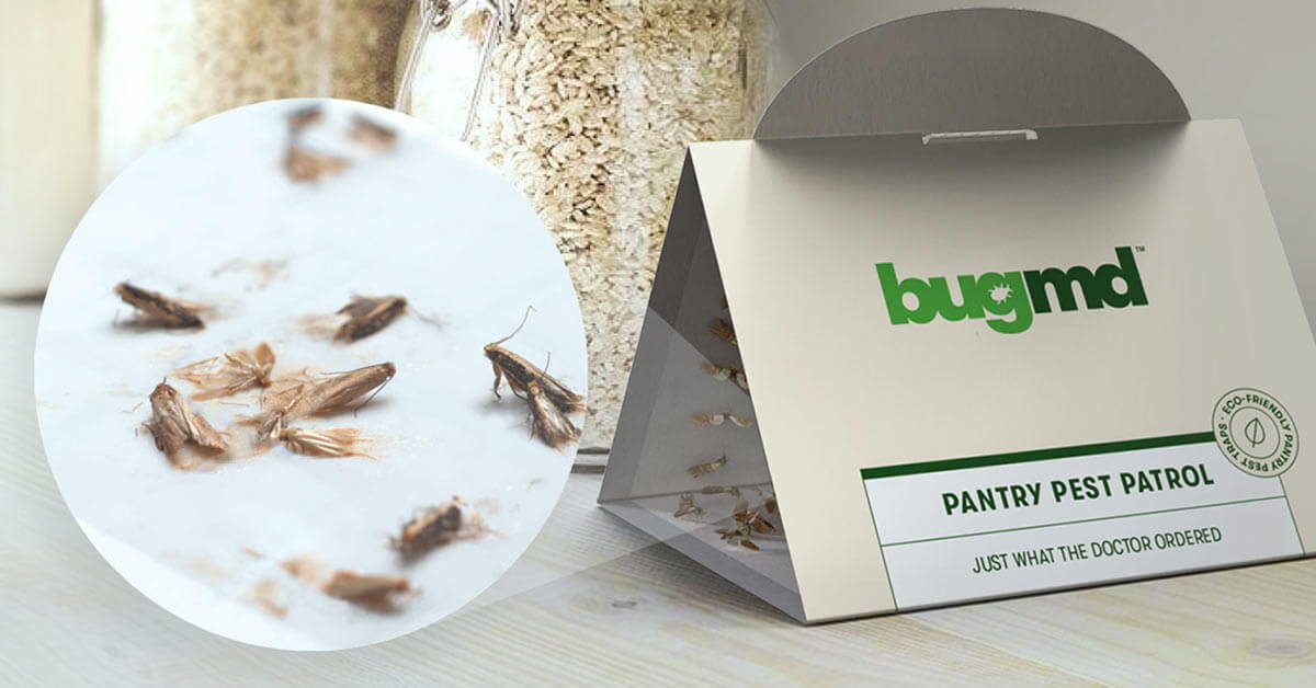 BugMD Pantry Pest Patrol (6 Traps) - Pantry Moth Trap, Moth Trap for Kitchen