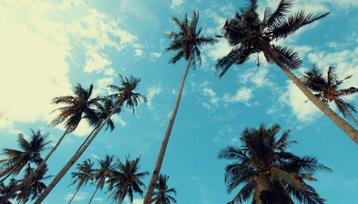 Looking up at palm trees under blue skies