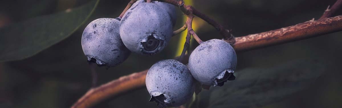 Blueberries on the vine