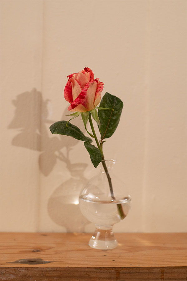 A single red and cream rose in a clear vase on a wooden surface.