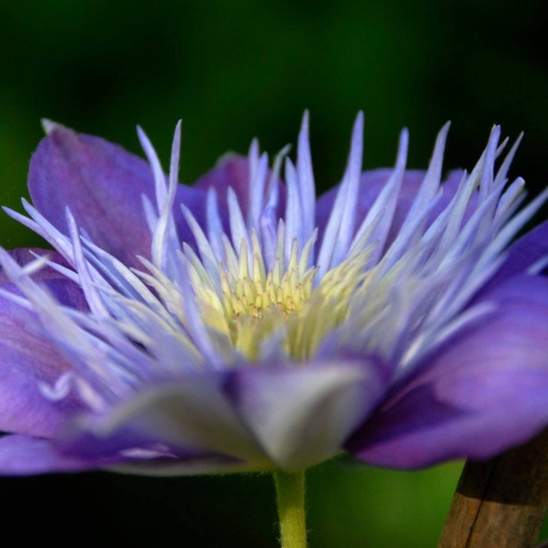 close up of a blue clematis flower