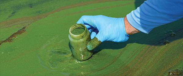 microcystis-cyanobacteria-scum