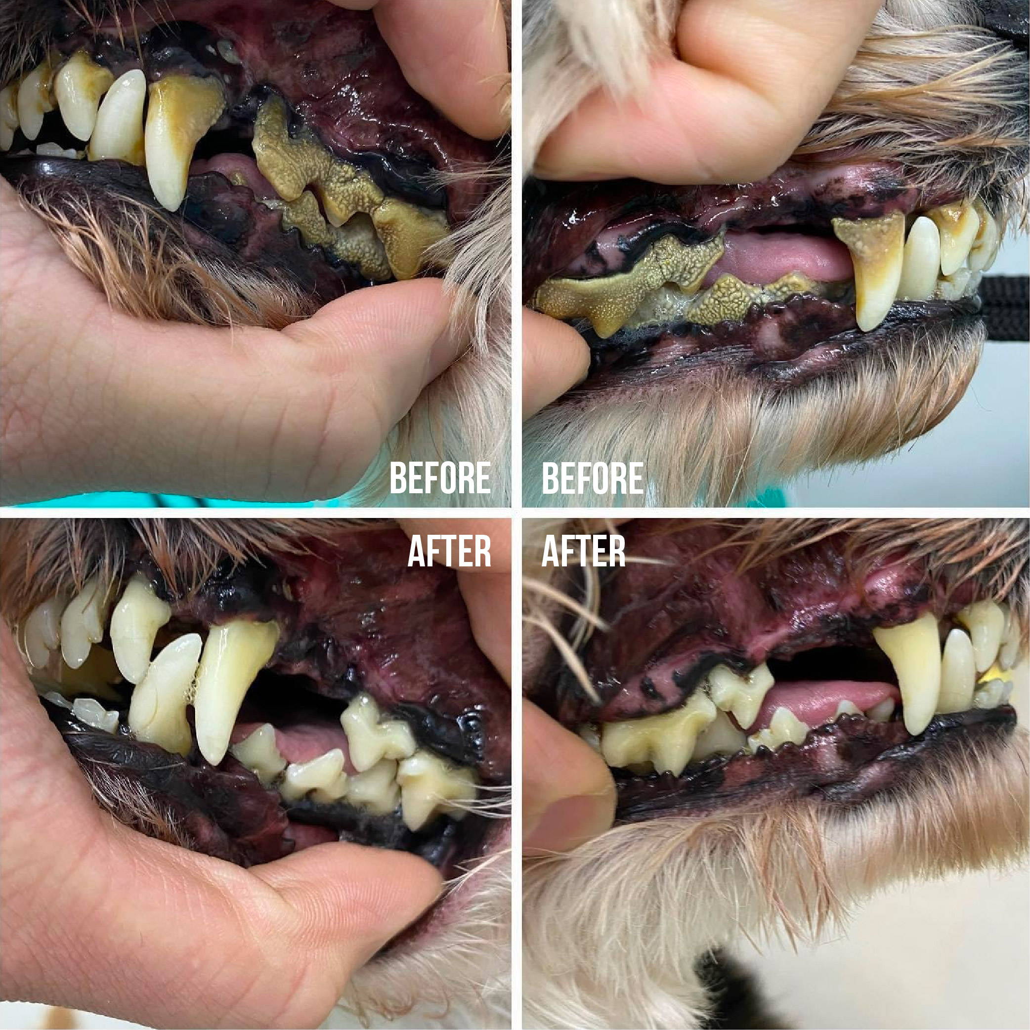 Before & after of the teeth after using our Non-Anesthetic Dental Dog Teeth Cleaning Service.