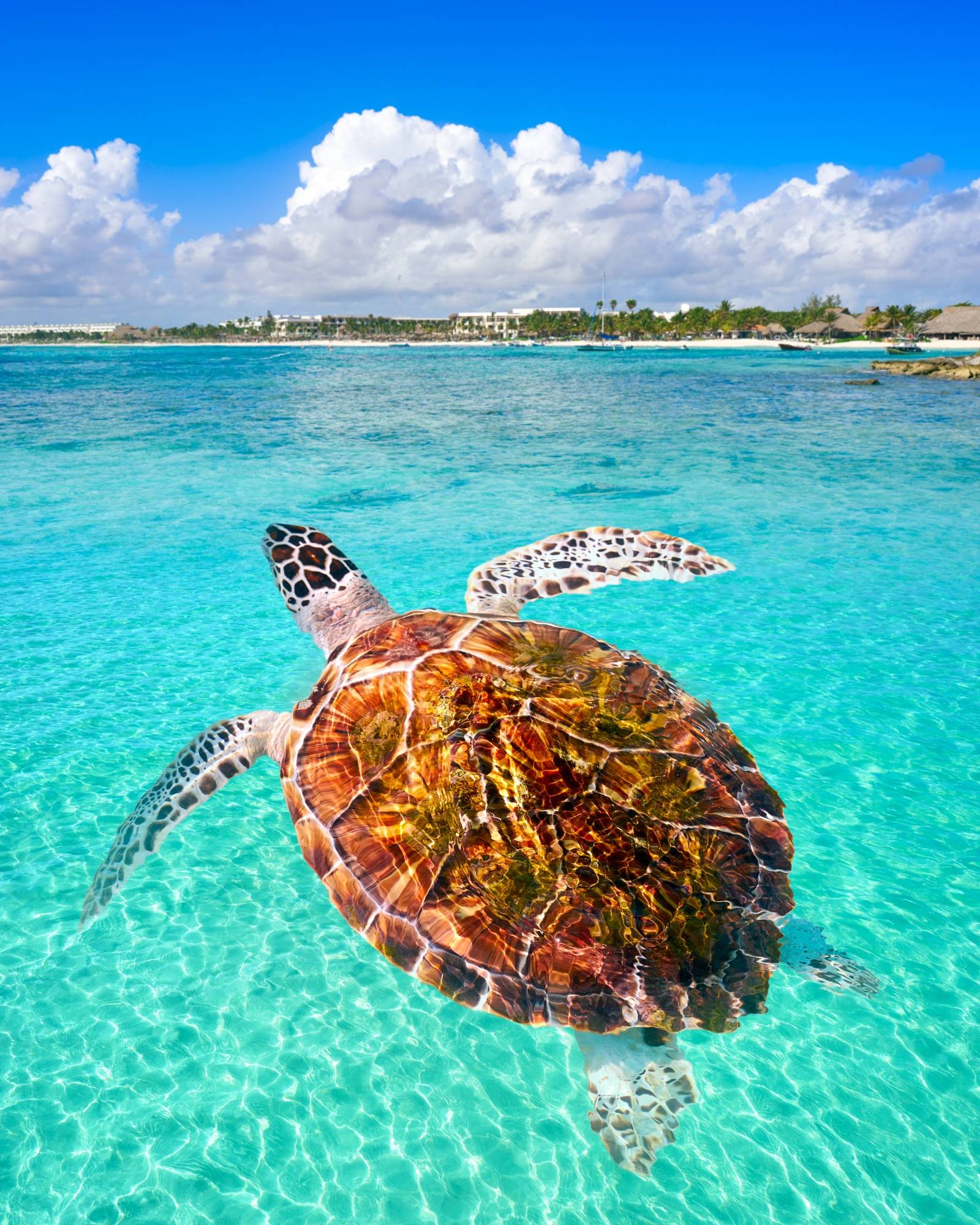 An image of a turtle swimming in the sea in Akumal