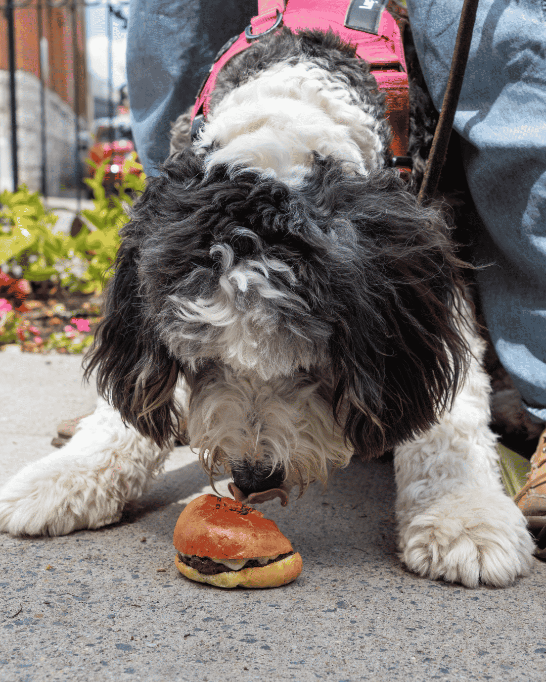 A dog with a black and white coat is sniffing a small hamburger.