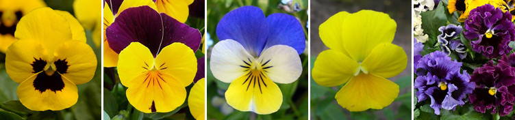 Mais comment faire pour les distinguer ?