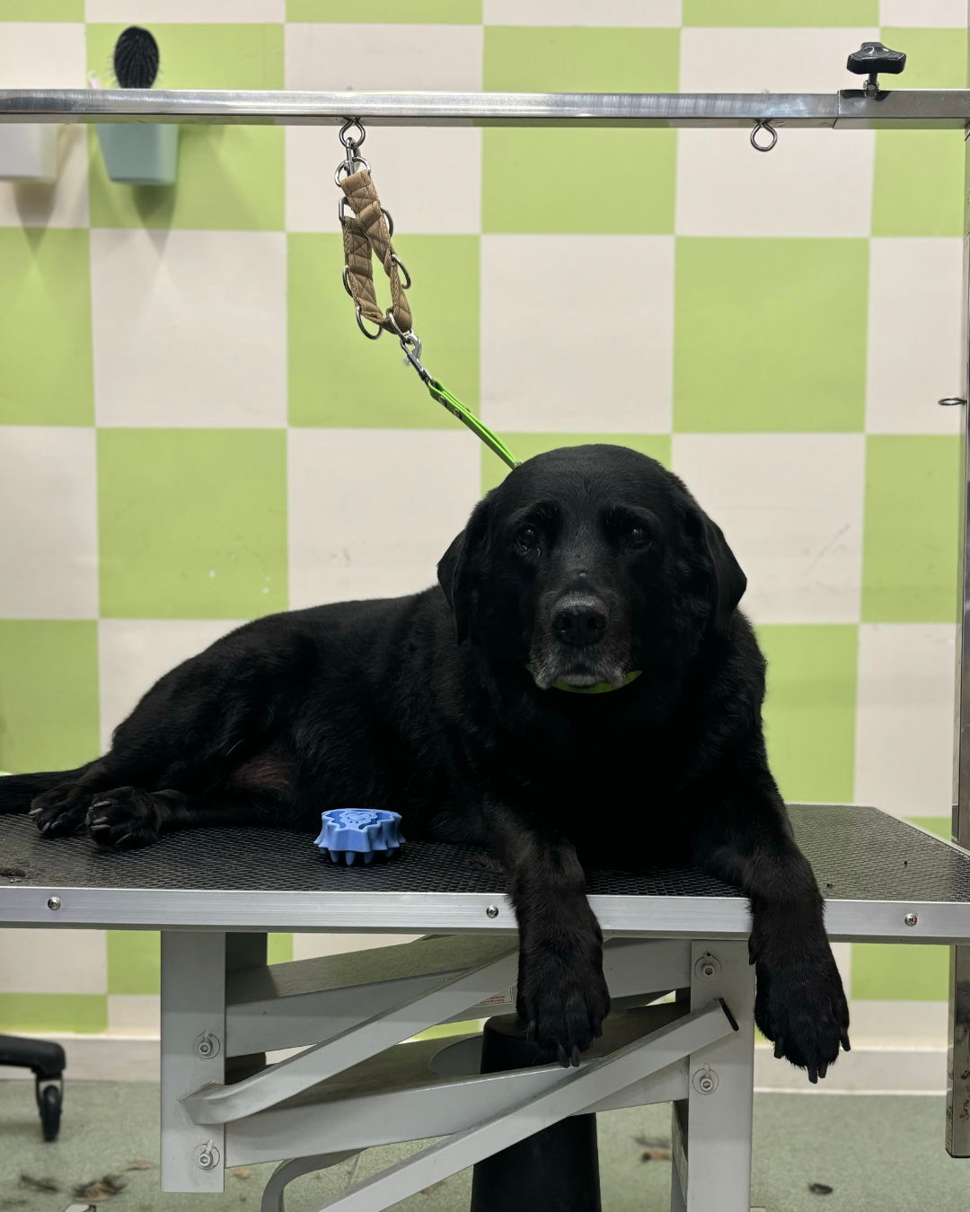 Labrador Dog Grooming in Brighton
