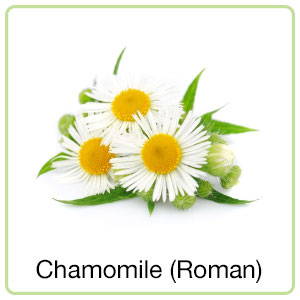 Chamomile (Roman) Oil