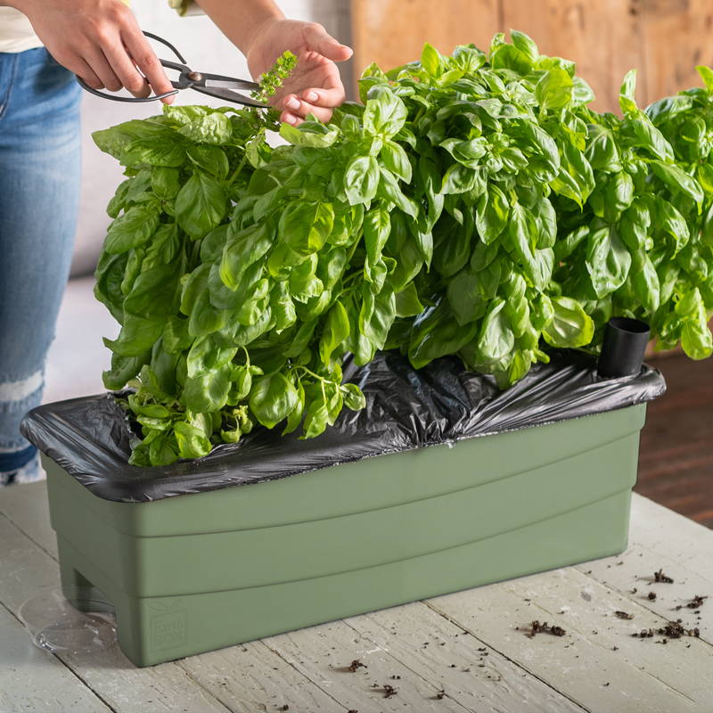 A sage green EarthBox Junior container growing various greens