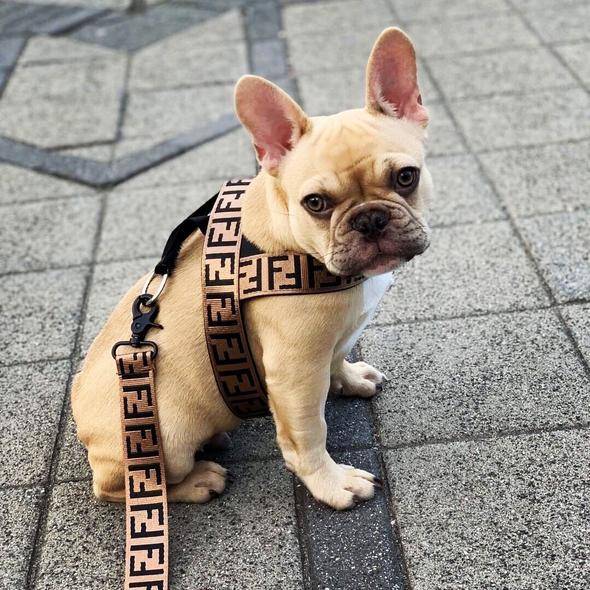 Furdi Designer Dog Walking Set 