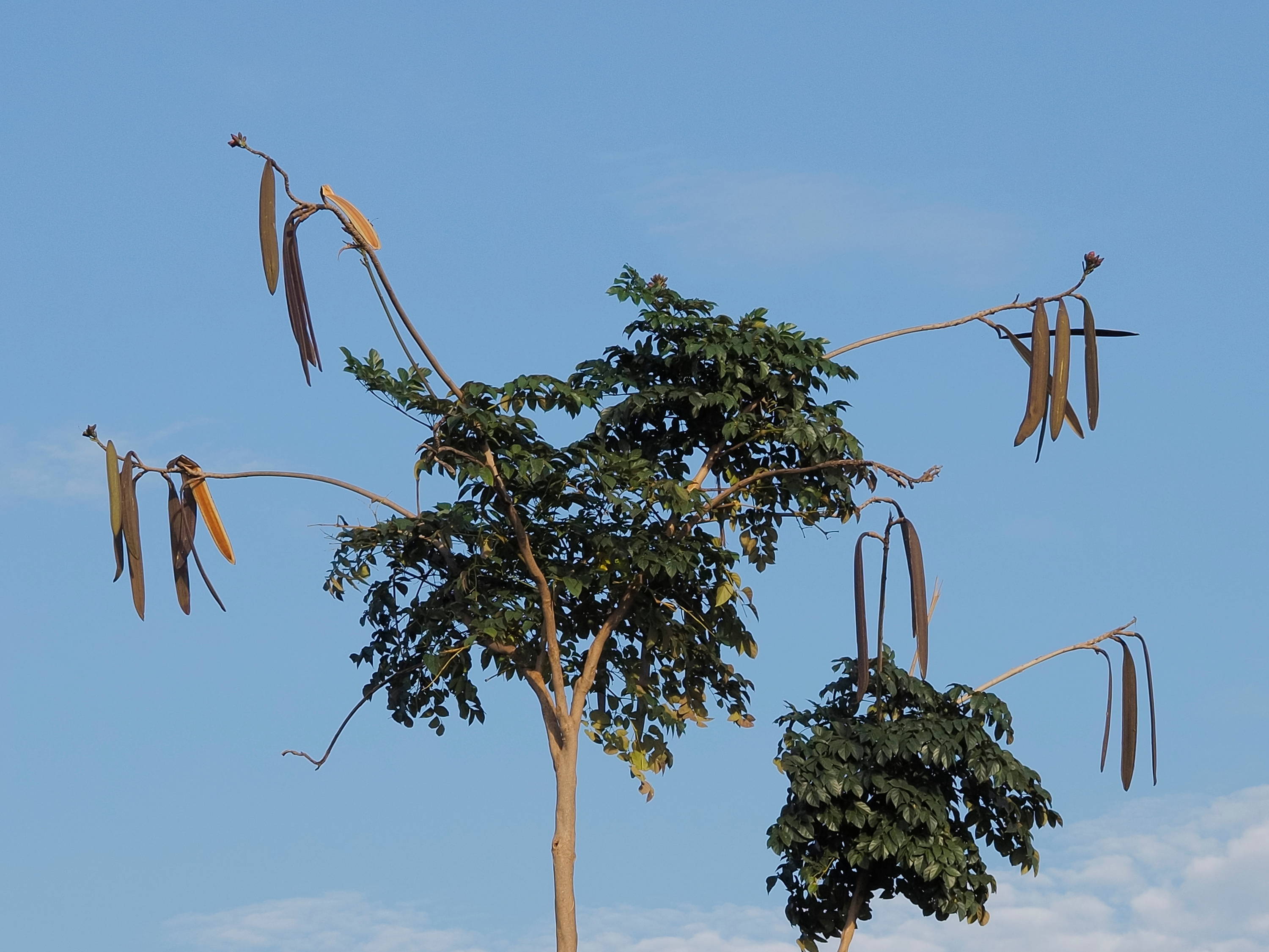 Figure 1. The Oroxylum indicum tree, with its sword-like bean pods dangling from thin branches.
