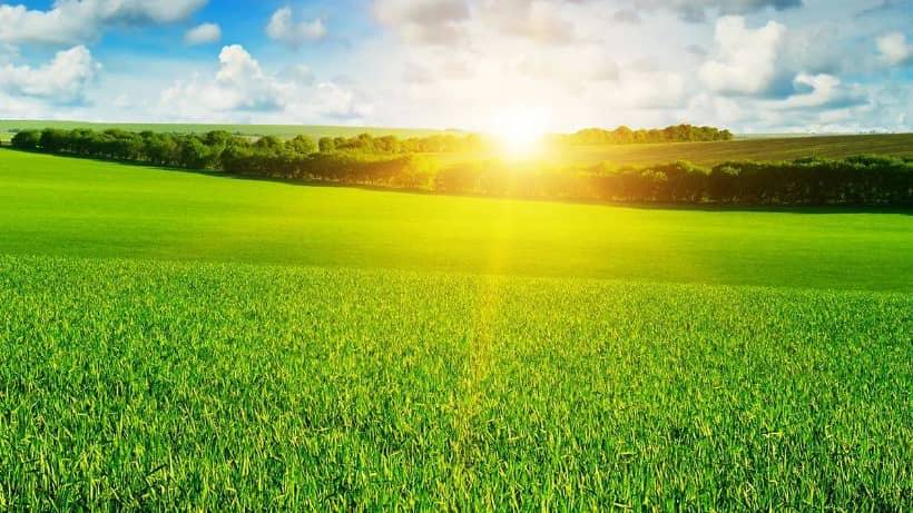 Crop field at sunset