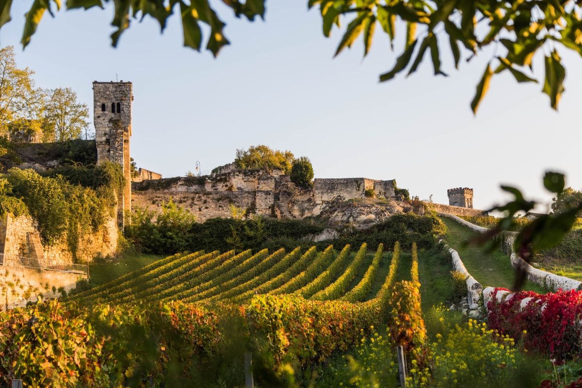 Vineyards with a historic tower in the background during sunset.