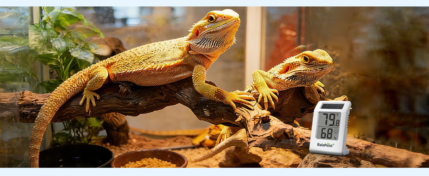 Two bearded dragons on a branch near a temperature gauge.