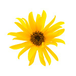 Arnica for Pain Relief
