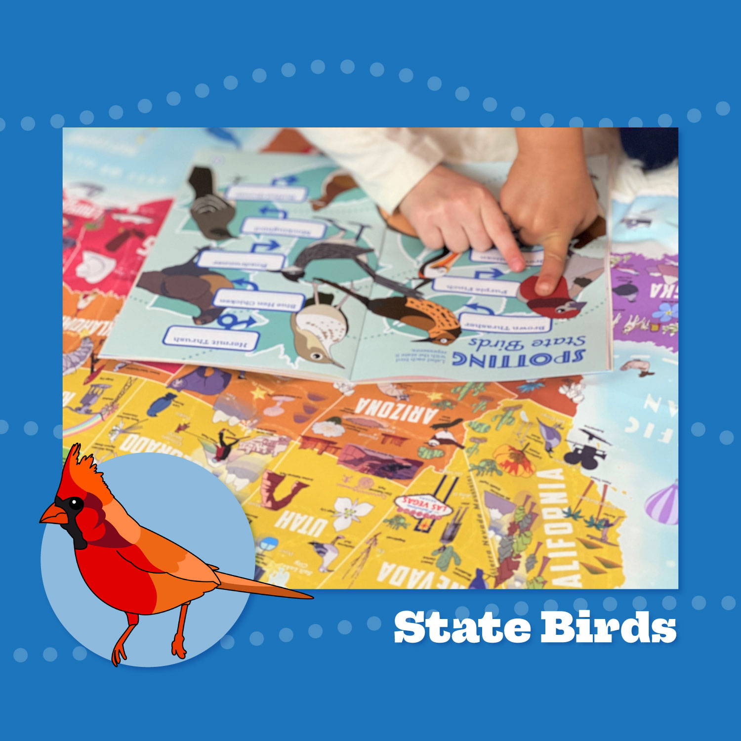 state birds childrens map