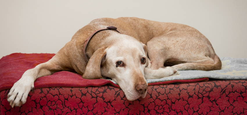 Image of an elderly dog ​​lying in bed.