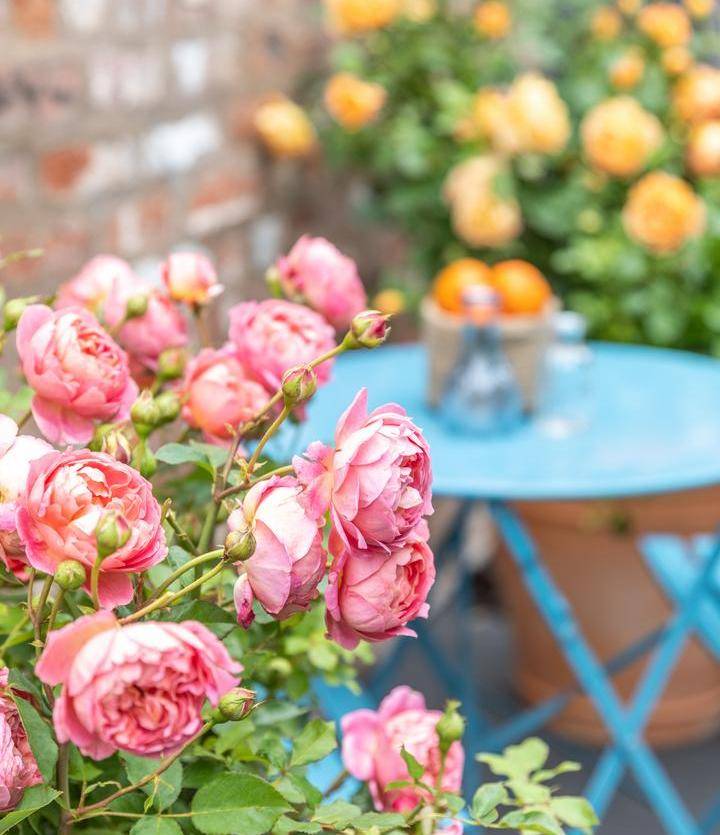 Tips to plant a beautiful rose garden