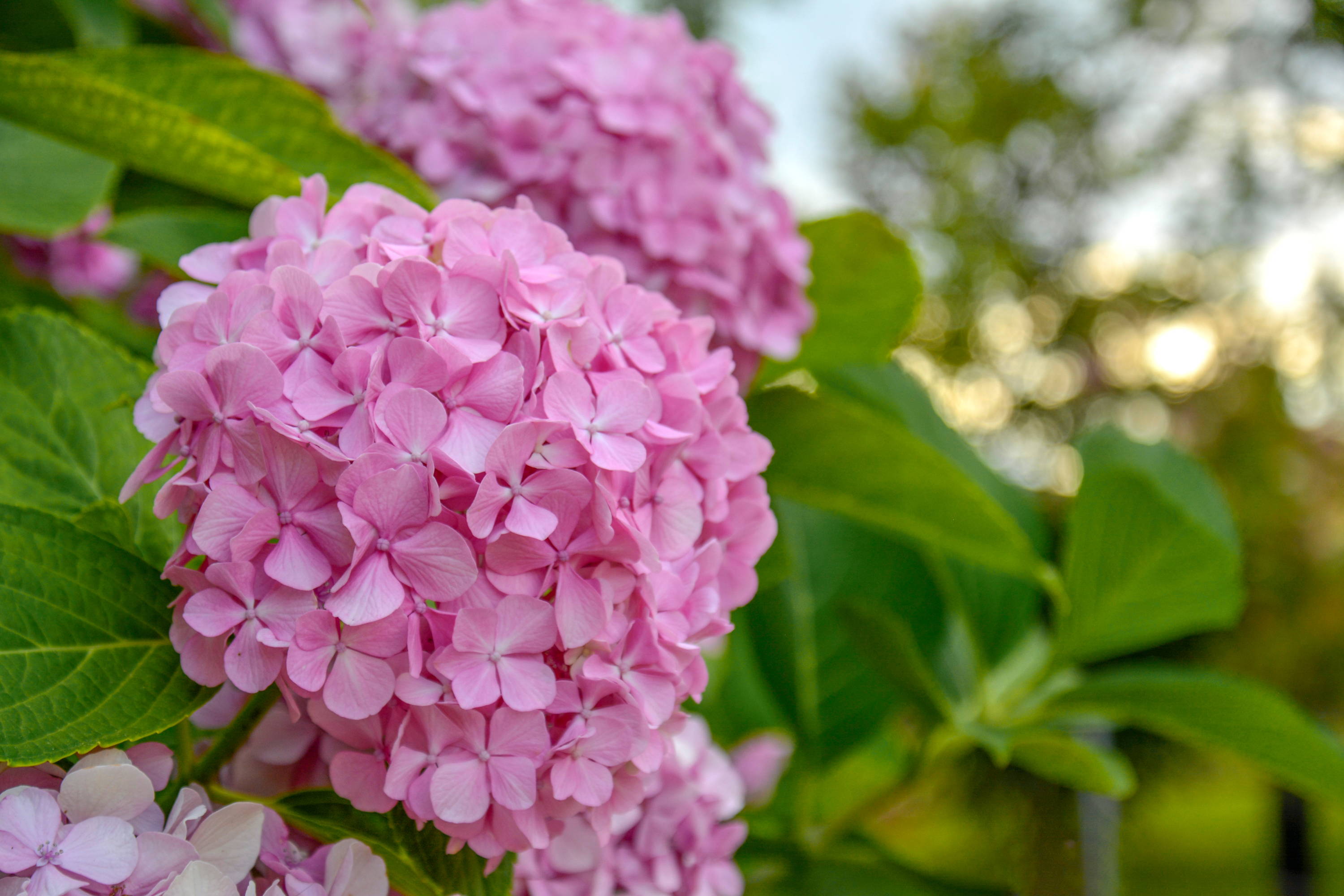 A Pee Gee hydrangea pink flower.