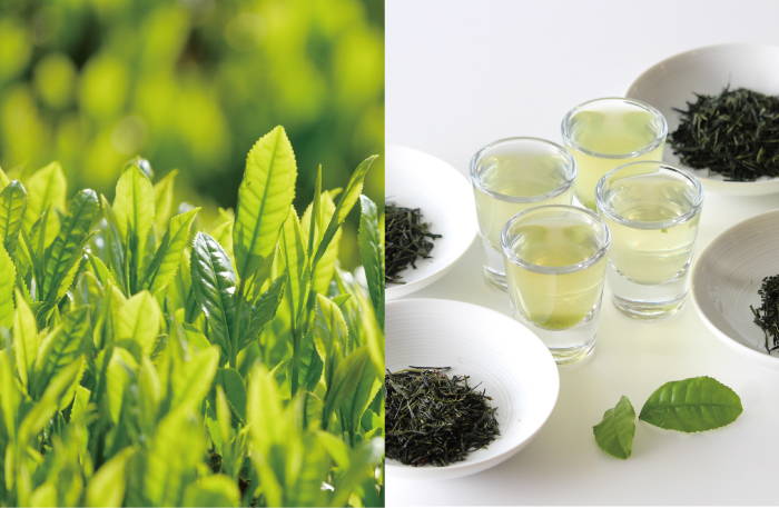 父の日ギフトに】京都宇治和束茶・シングルオリジン煎茶5品種 父の日ギフトに】京都宇治和束茶・シングルオリジン煎茶5品種