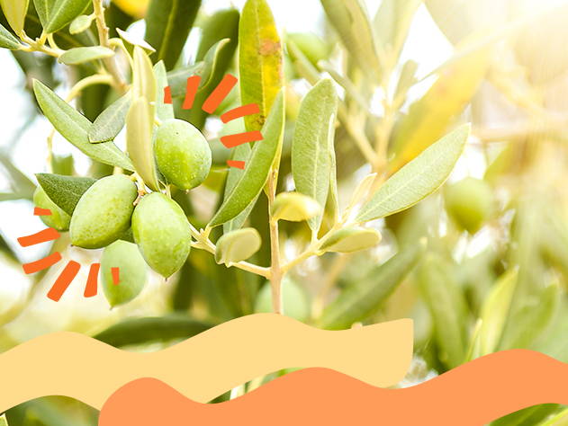 Olive tree with olive fruit- Babo Botanicals