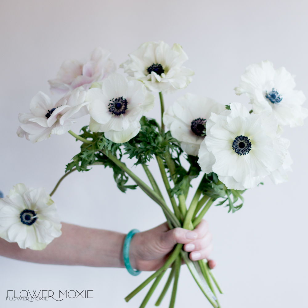 white anemone