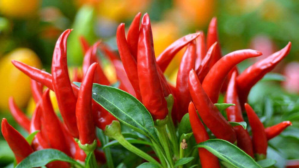 fresh red birds eye chili peppers growing on the plant