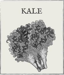 Jump down to Kale growing guide