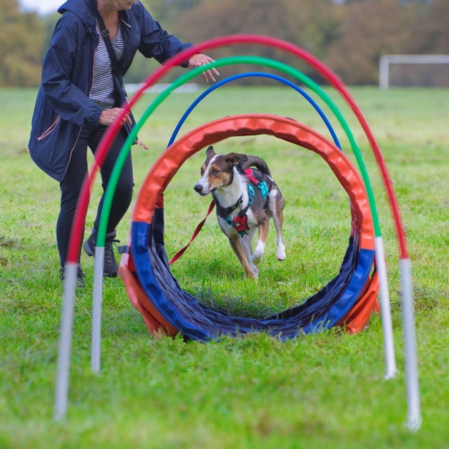 Romanian rescue dog doing hoopers dog sport
