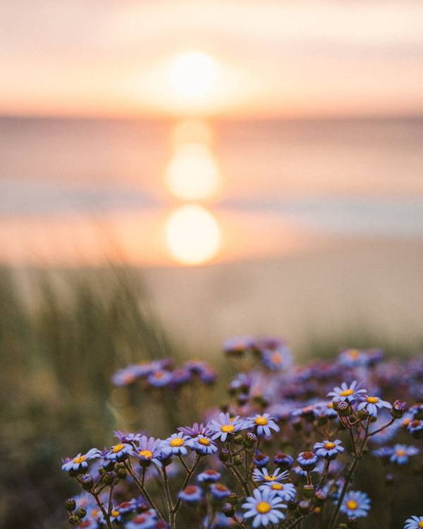 A field of purple flowers with a beautiful sunset.