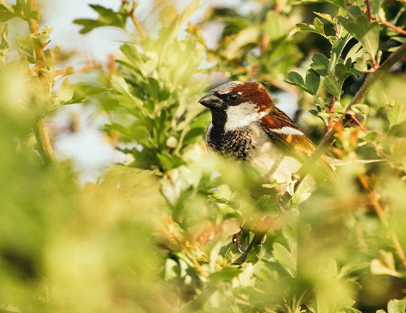 House sparrow perched in hedge