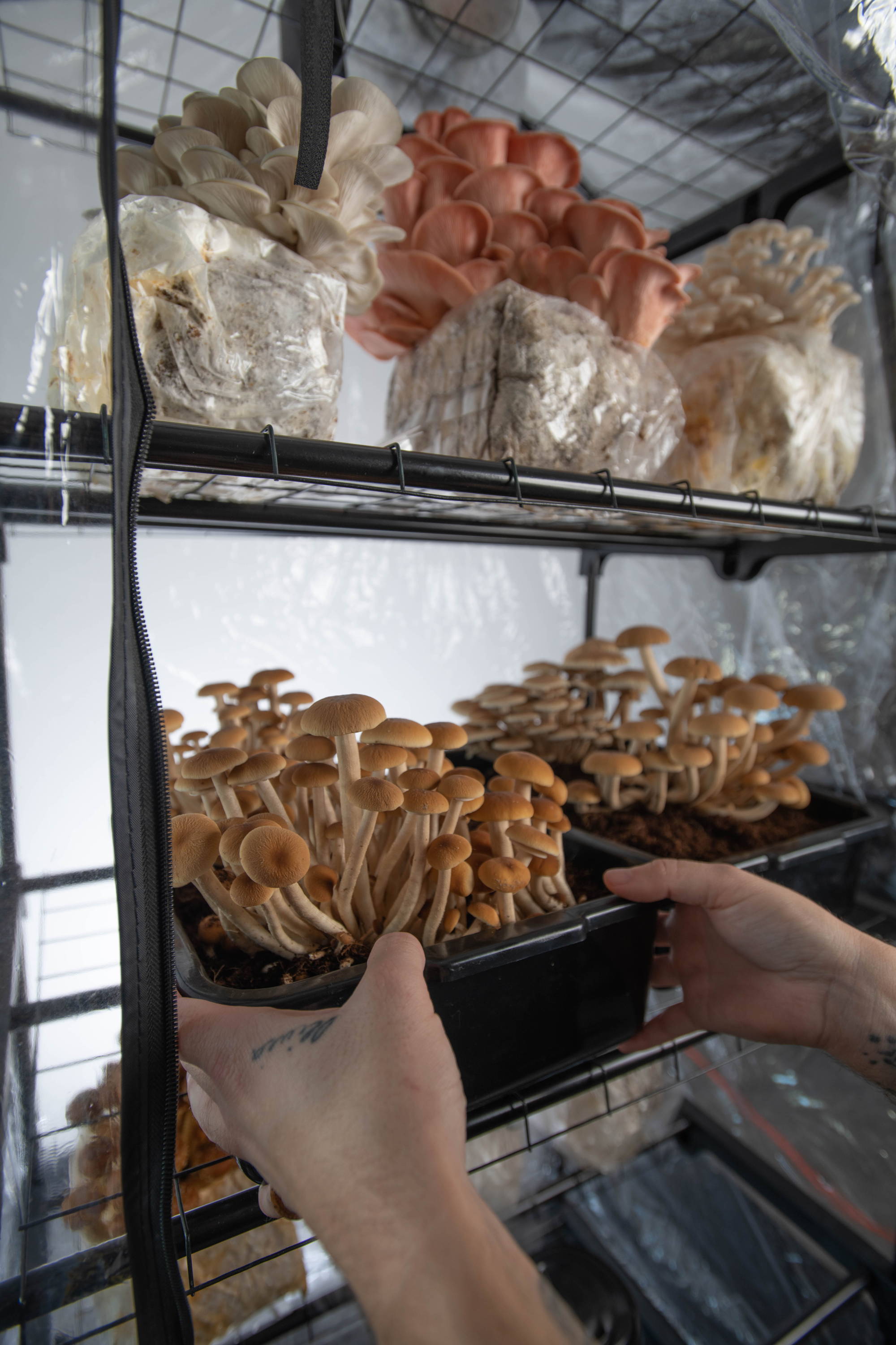 ly skruenøgle besøgende Complete Martha Tent Set Up & Mushroom Grow Guide – North Spore
