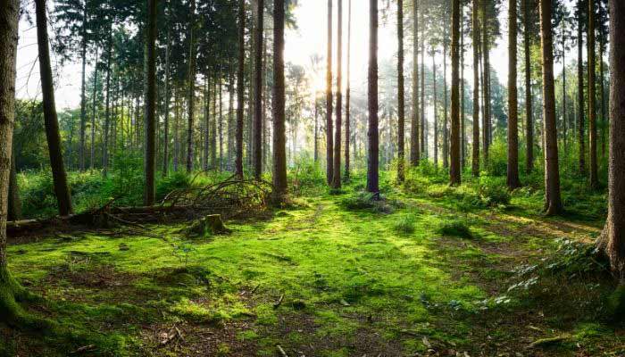 Trees in forest