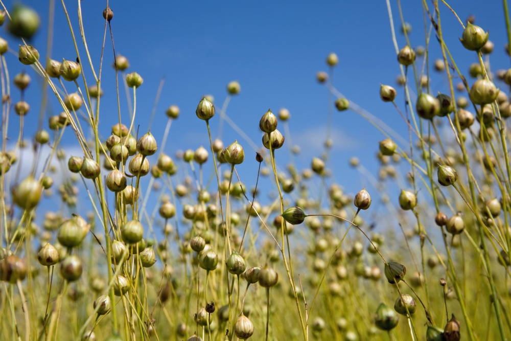 flax plants growing in field