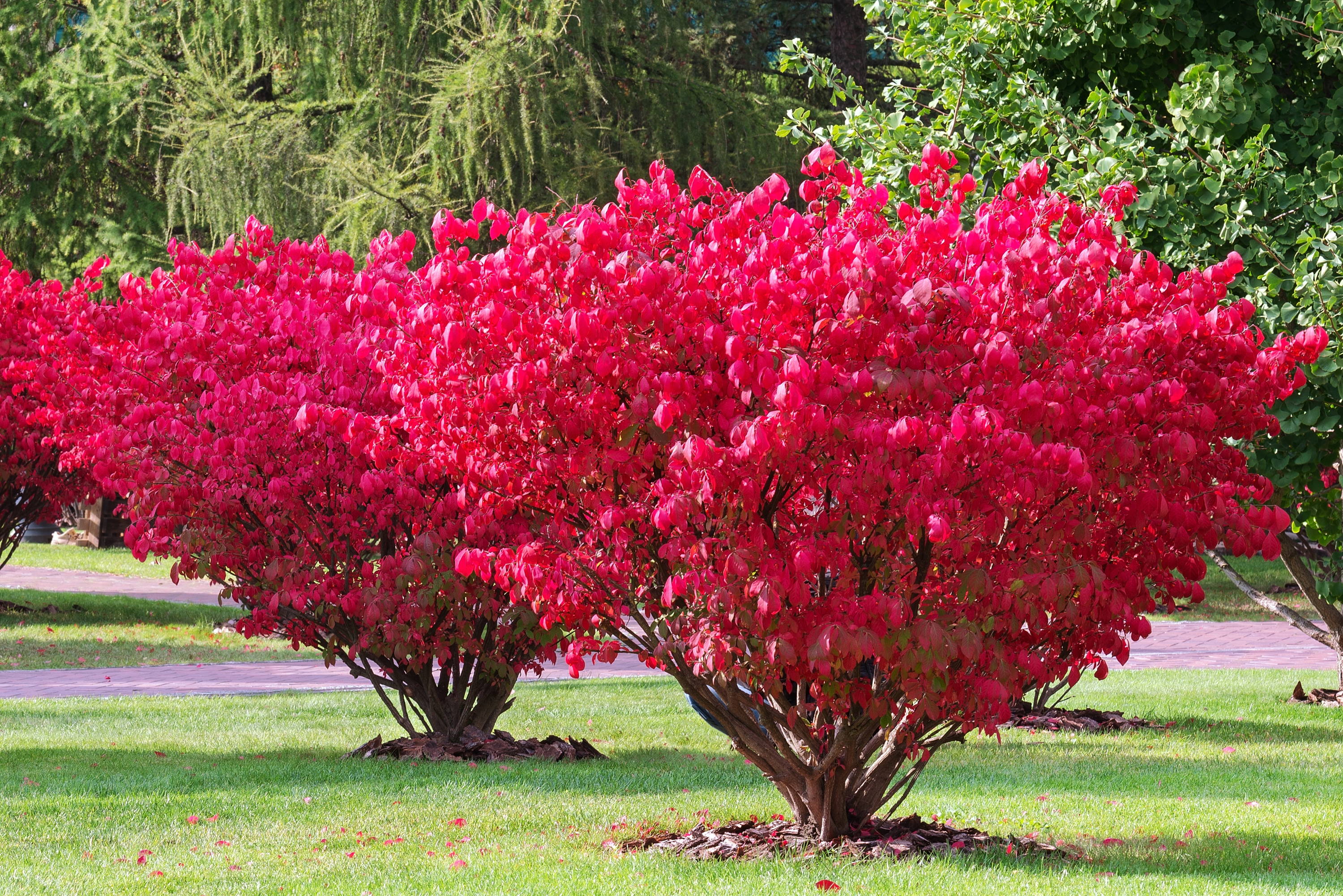 The burning bush in a park.