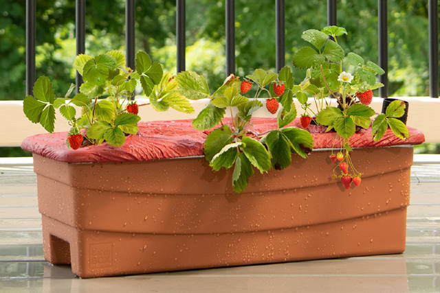 Strawberries growing in a EarthBox Junior container gardening system
