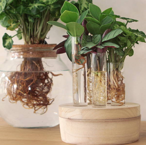 Planten op water