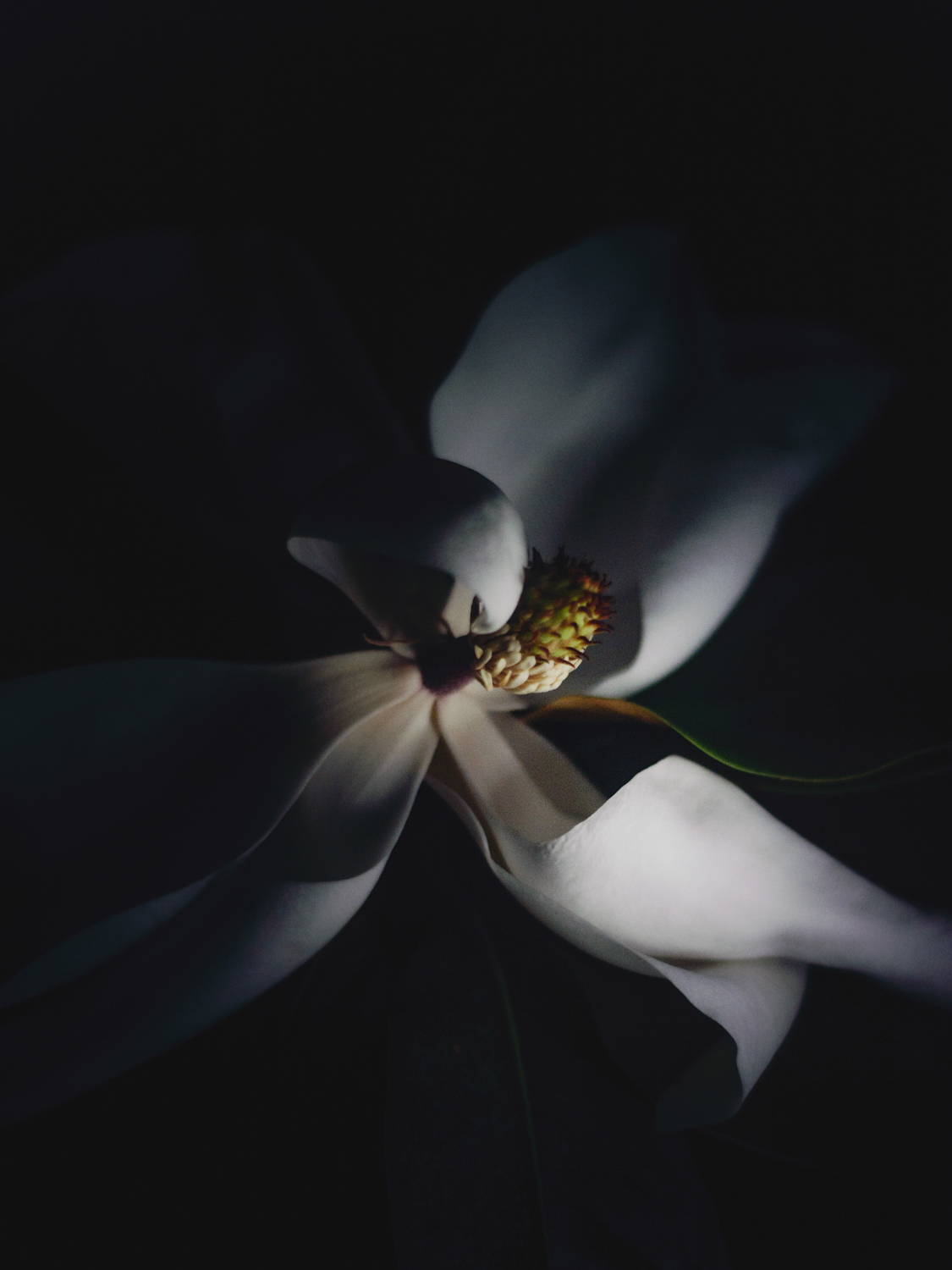 A white flower emerging from the dark