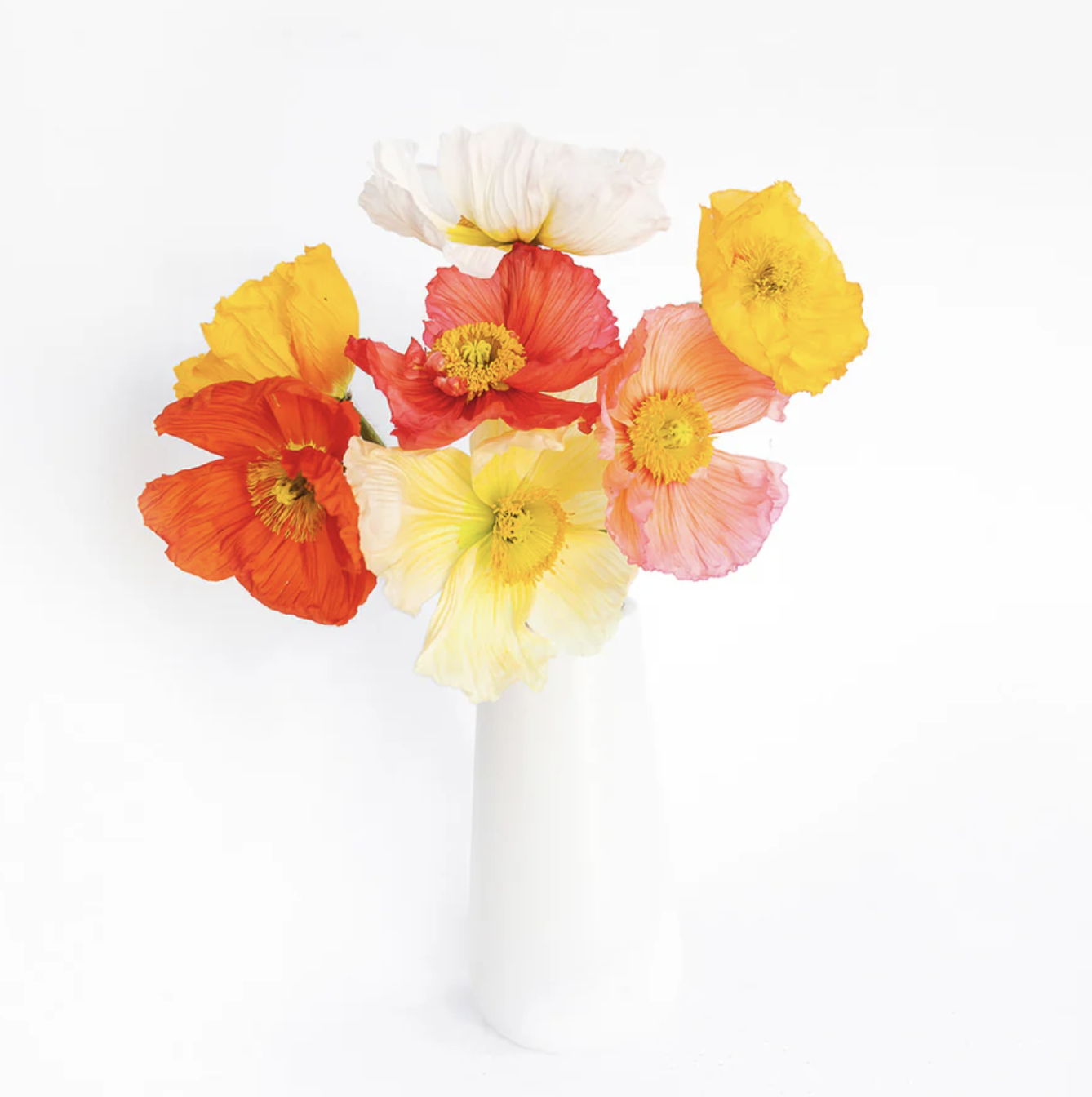 assorted poppies
