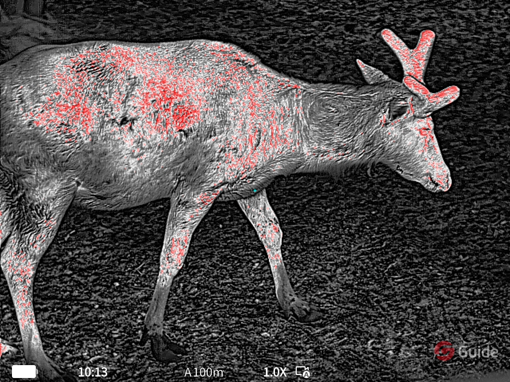 Thermal wildlife image recorded through Guide TD Gen3 LRF thermal monoculars