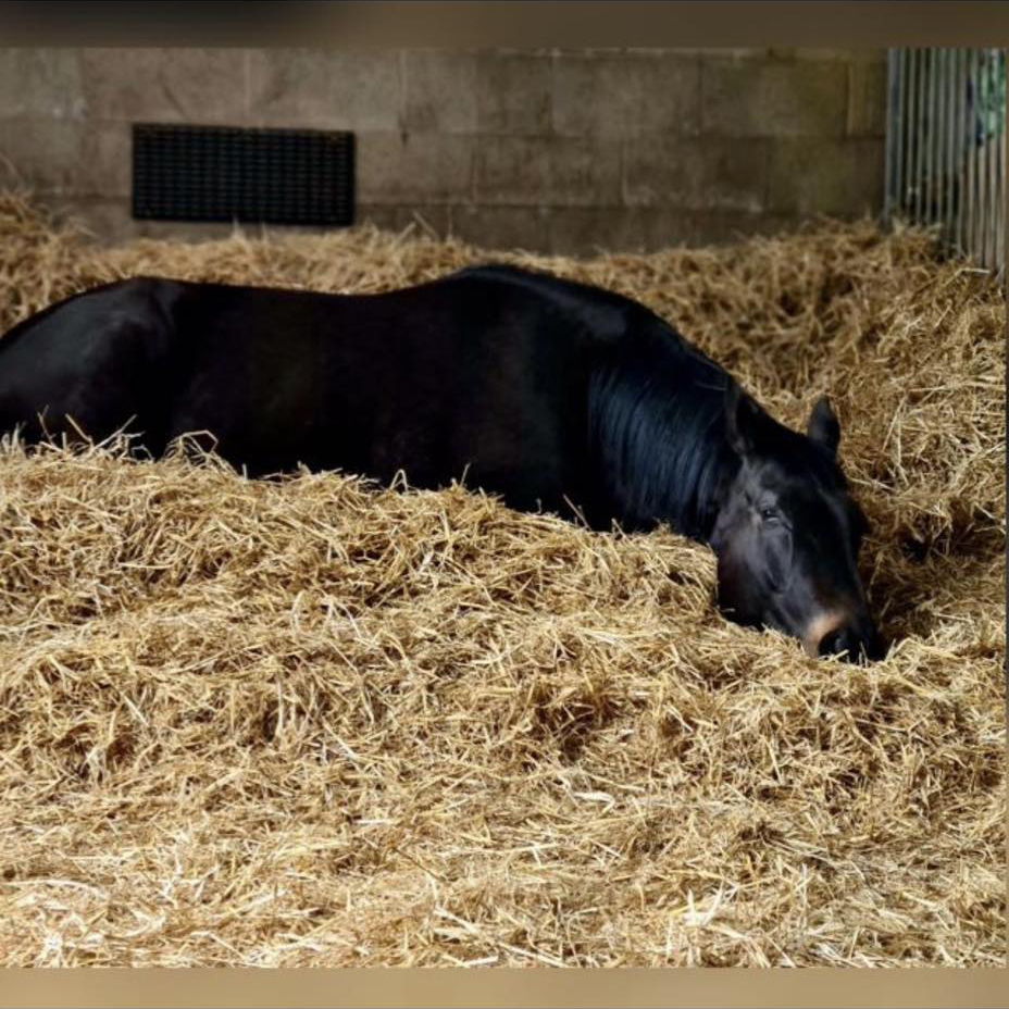 A black horse resting on straw in a stable.
