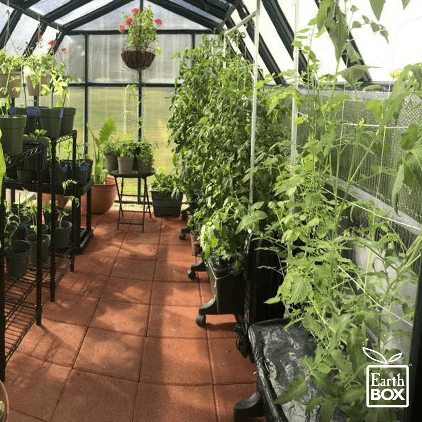 Greenhouse with various gardening containers