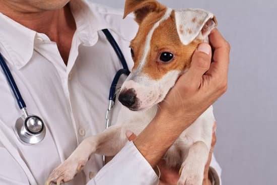 A brown and white dog being held by a veterinarian 