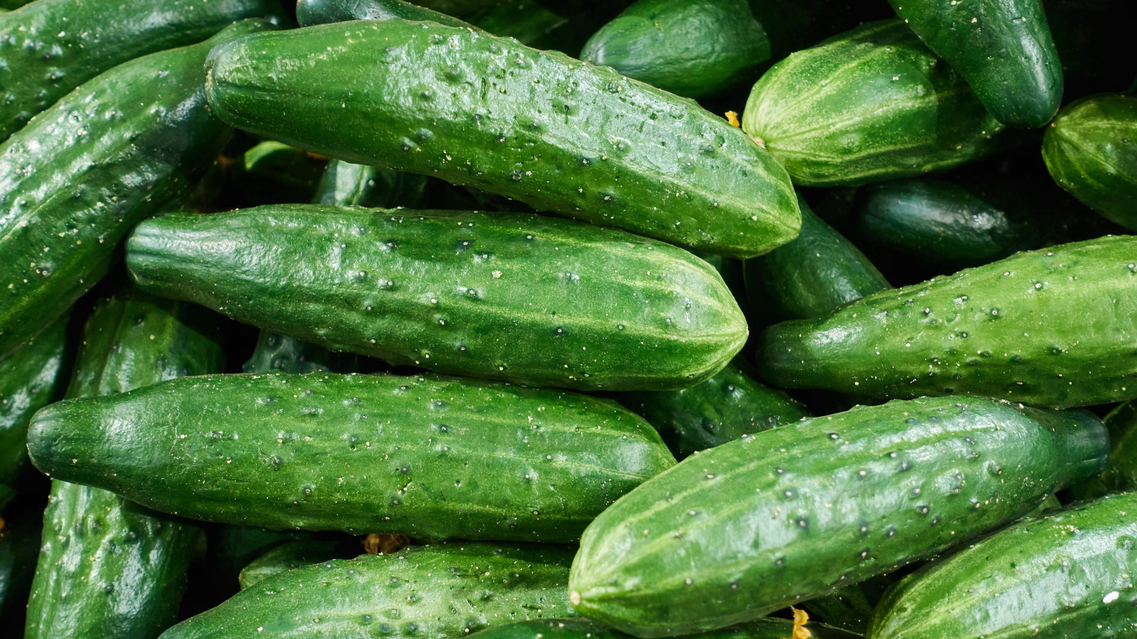 Cucumber